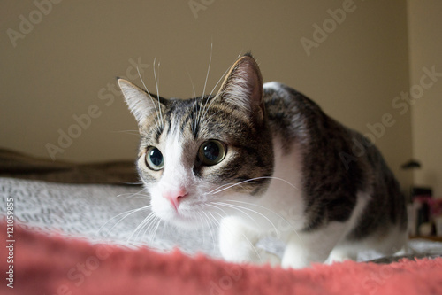 This is a picture of a cat about to pounce.