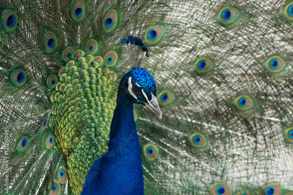 Obraz premium Peacock 
