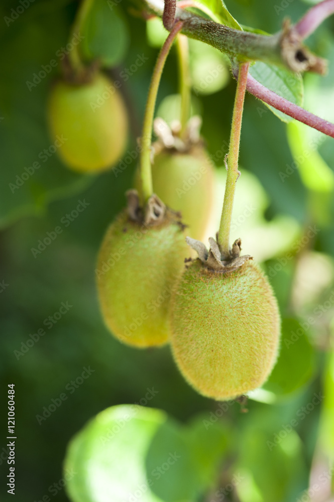 Green underripe kiwis on vine Green underripe kiwis on vine