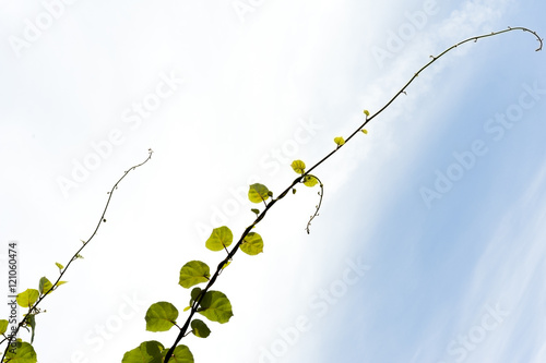 Foto Kiwi vines growing upwards with sky in background.