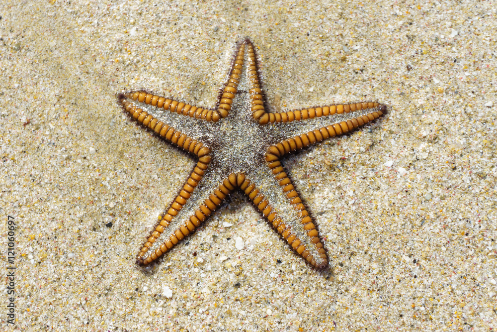 starfish or sea star on sand. Macro detail photography starfish or sea star on sand. Macro detail photography