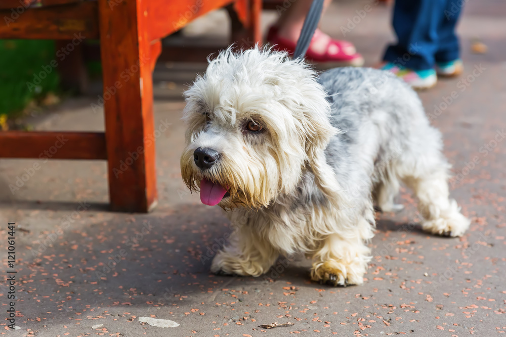 Dandie Dinmont Terrier at the leash