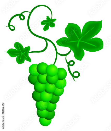 Weinrebe
