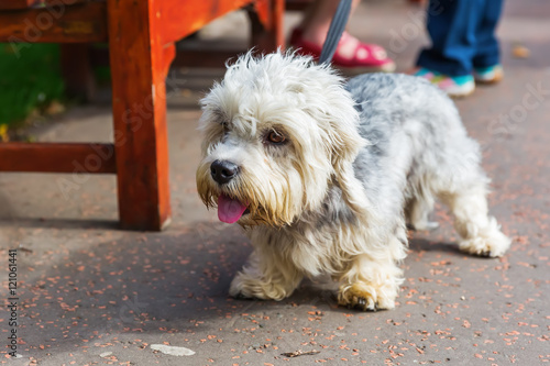 Dandie Dinmont Terrier at the leash photo