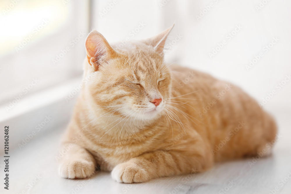 Cute cat on windowsill Cute cat on windowsill