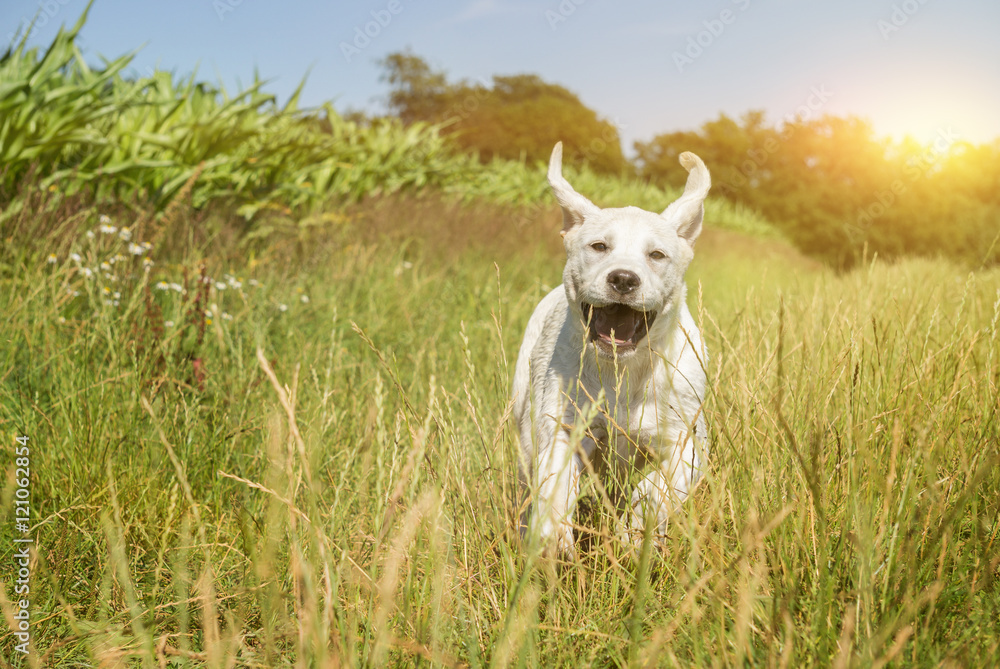 Junger weißer kleiner Labrador Retriever Hund Welpe rennt auf einem Weg bei Sonnenuntergang und macht dabei ein lustiges Gesicht Junger weißer kleiner Labrador Retriever Hund Welpe rennt auf einem Weg bei Sonnenuntergang und macht dabei ein lustiges Gesicht