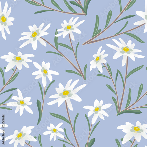 Fototapeta Naklejka Na Ścianę i Meble -  edelweiss seamless pattern