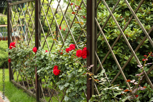 Metal grill with beautiful red roses