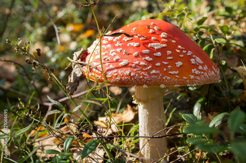 fly agaric, mushroom in the forest
