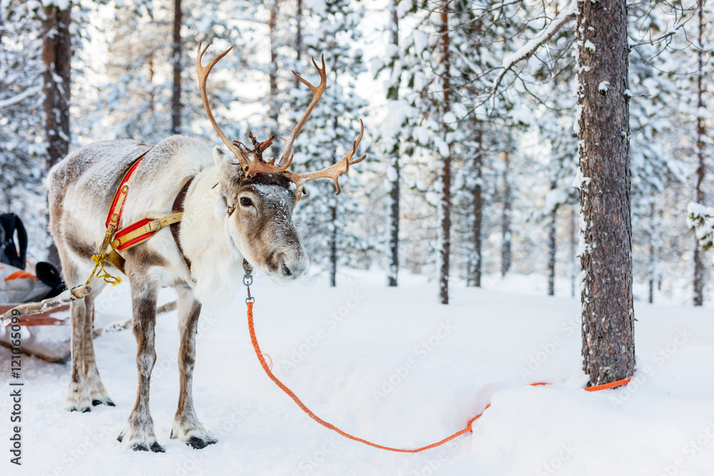 Fototapeta premium Reindeer safari