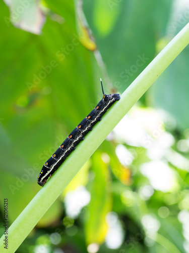 Larva of Theretra oldenlandiae photo