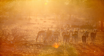 Wandcirkels Antilope Impala kudde in Zuid-Afrikaanse natuur  © TravelPhotoBloggers