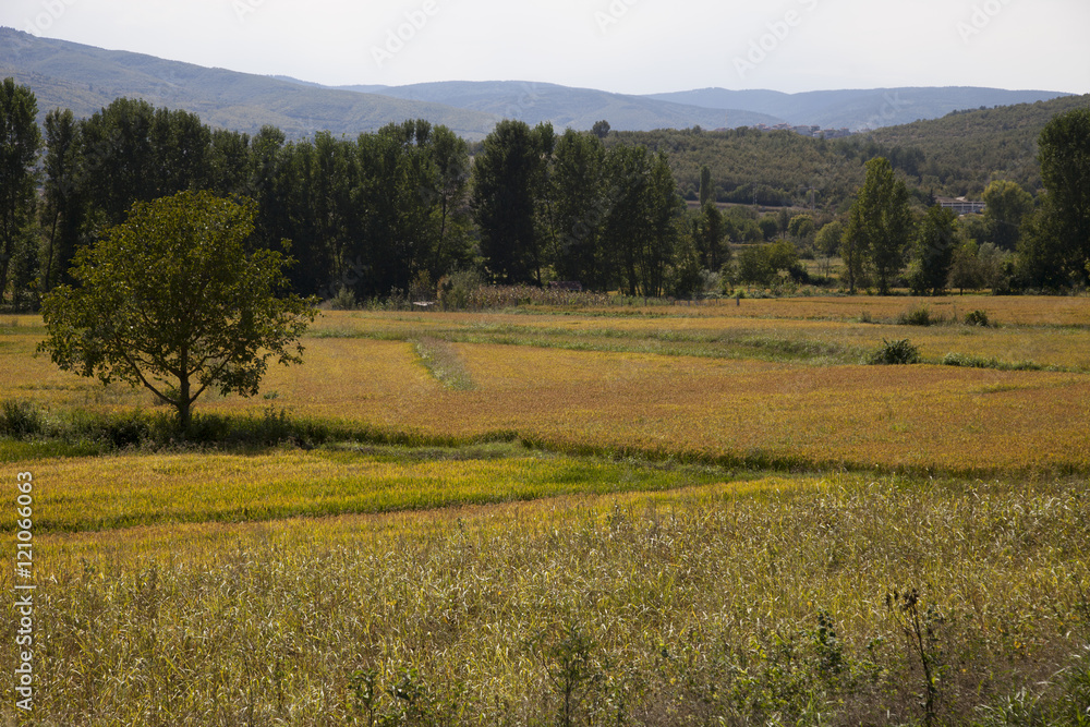 Fototapeta premium rice paddy 