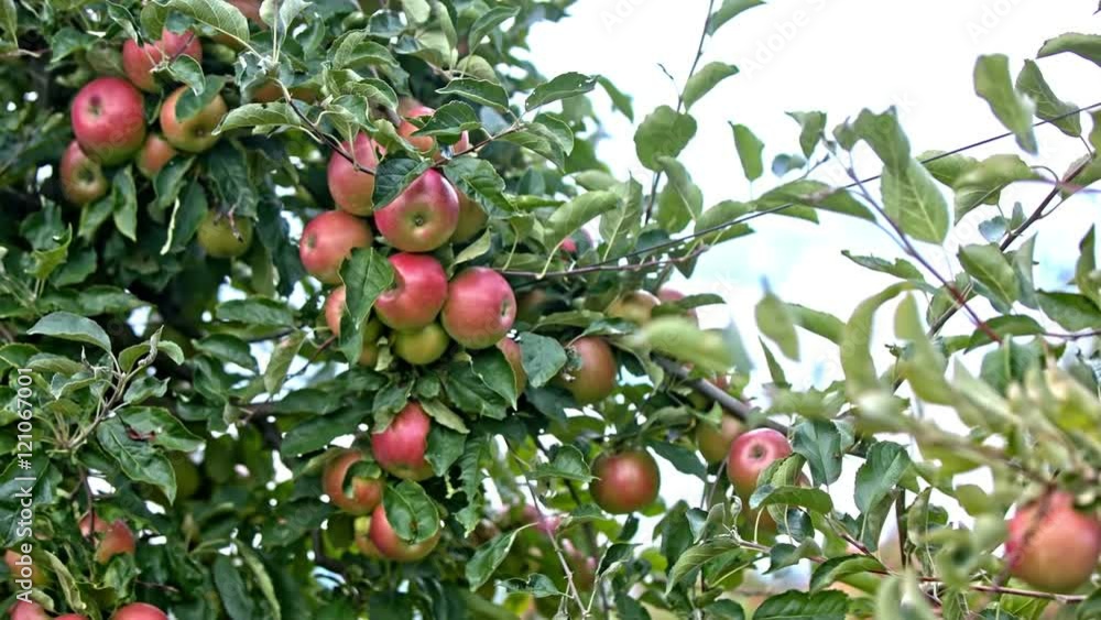 Red apples on tree branch close up