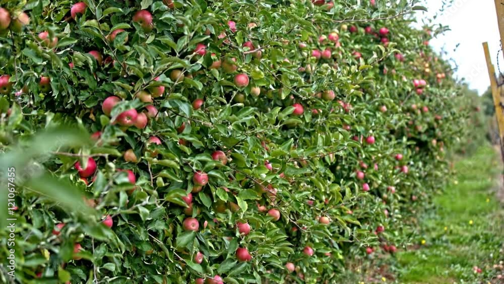 Fruit orchard of apple trees Fruit orchard of apple trees