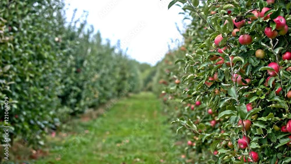 Orchard of fruits Orchard of fruits
