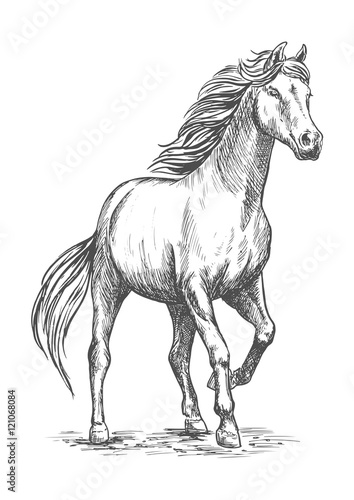 Fototapeta Naklejka Na Ścianę i Meble -  White horse with stomping hoof portrait