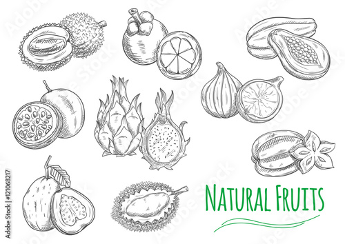 Exotic tropical fruits isolated sketch icons