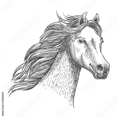 White graceful horse sketch portrait