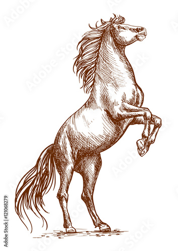 Brown horse rearing on hind hoof sketch portrait