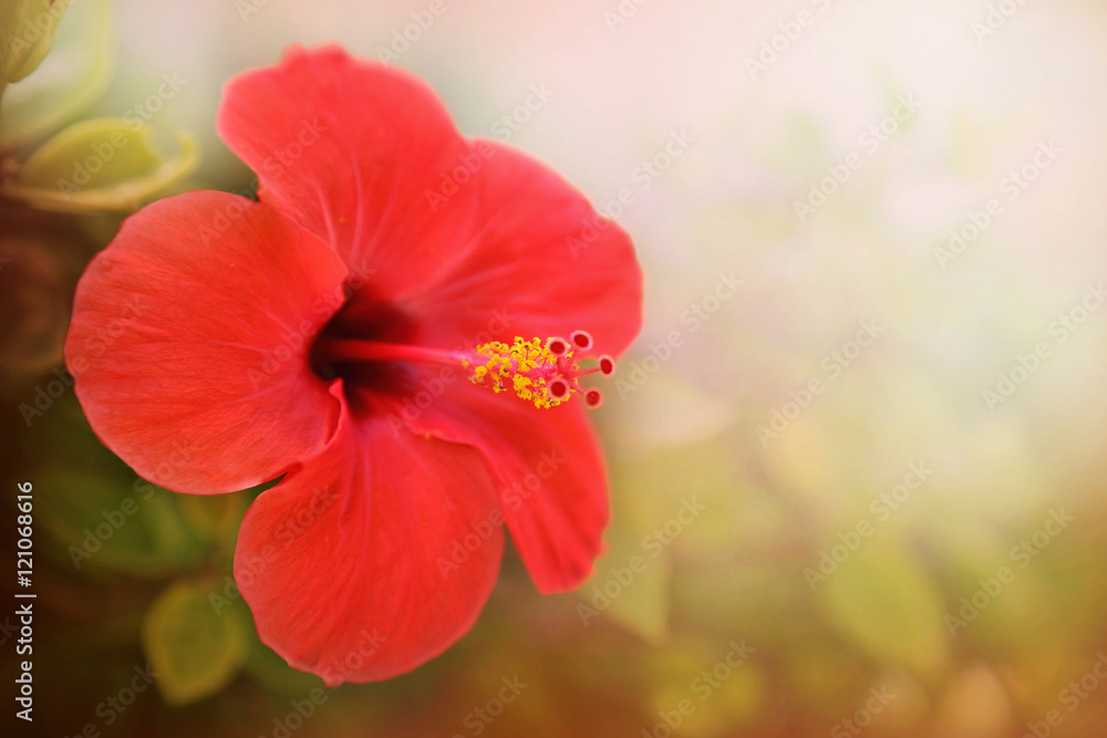 Obraz premium Red hibiscus