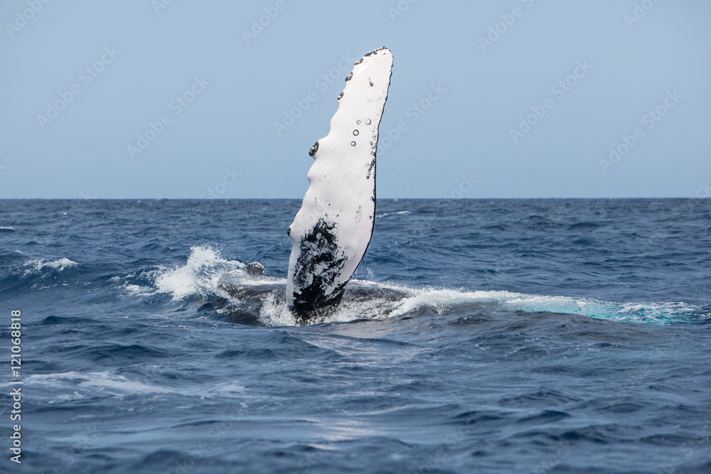 Fototapeta premium Humpback Whale With Raised Pectoral Fin