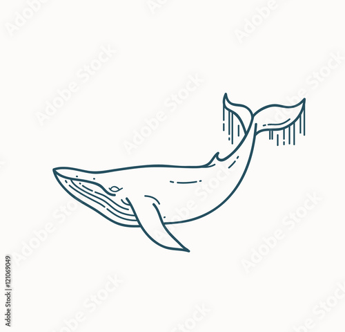 Whale linear illustration.