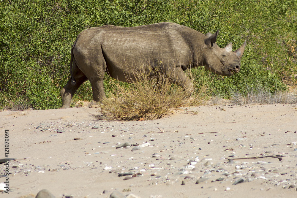 Obraz premium Black Rhinoceros (Diceros bicornis) in Skeleton Desert in Namibi