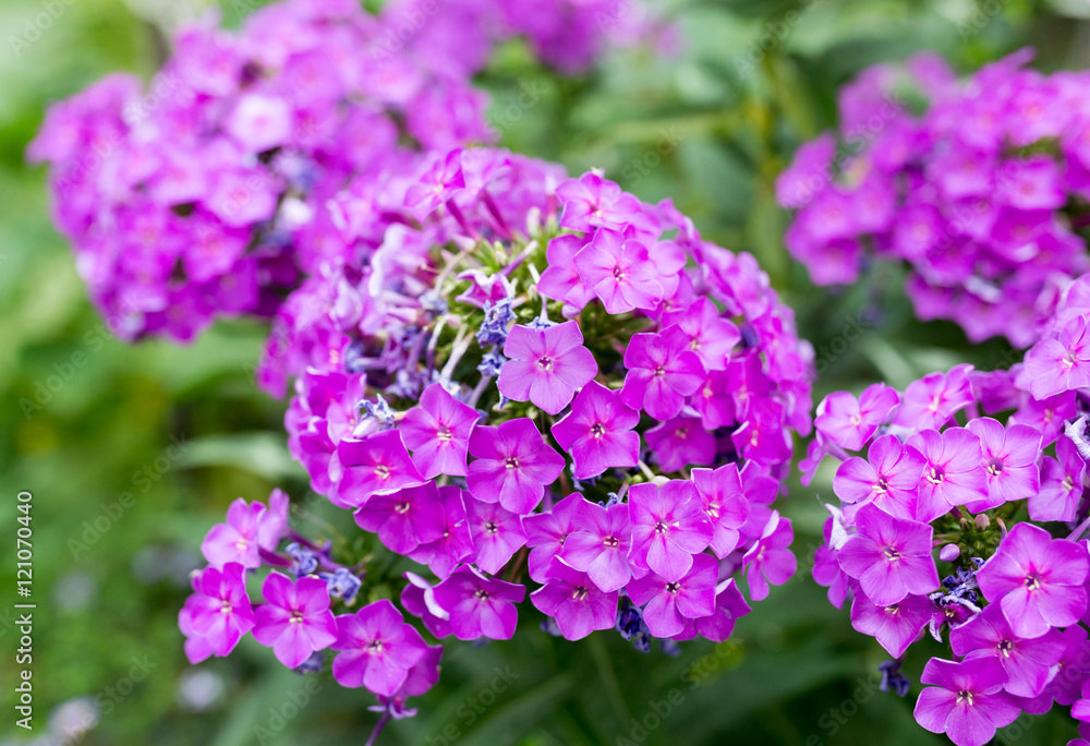 beautiful purple flower in nature beautiful purple flower in nature