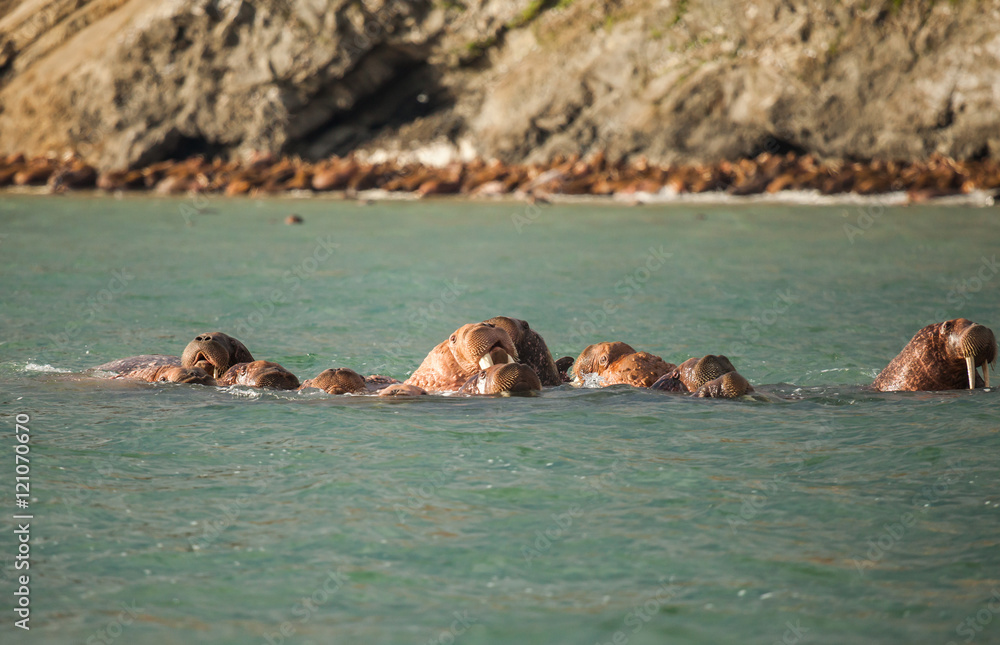 Fototapeta premium walrus in Siberai