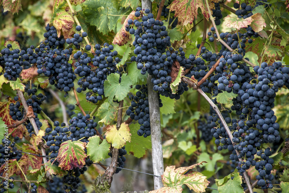 Red Wine grapes Region Moselle River Winningen 2