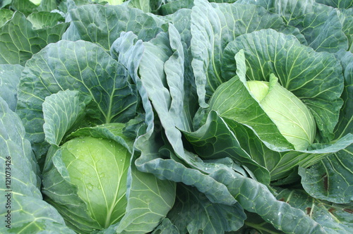 生育中のキャベツ