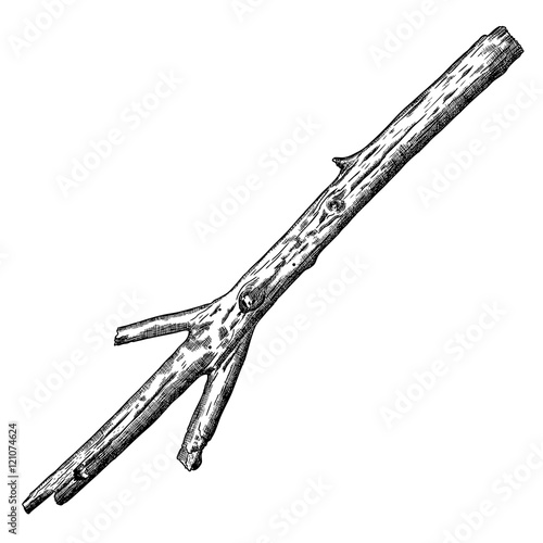 Hand drawn wood twig,  ink rustic design element. Dry wood tree branch and wooden twig in natural rural style. Detailed and precise ink drawing driftwood twig in engraved style. Vector.