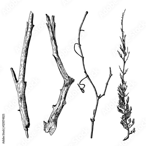 Hand drawn wood twig set,  ink rustic design elements collection. Dry wood tree branch and wooden twig bundle. Detailed and precise ink drawing driftwood twigs set in engraved style. Vector.