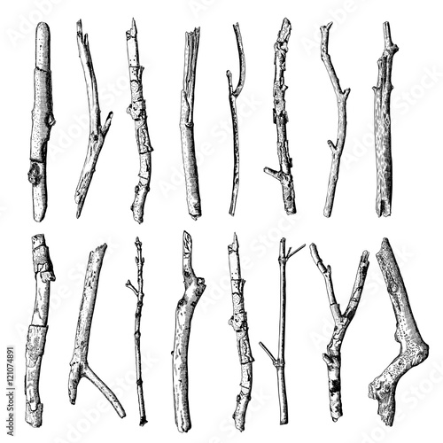 Set of detailed and precise ink drawing of wood twigs, forest collection, natural tree branches, sticks, hand drawn driftwoods forest pickups bundle. Rustic design, classic drawing elements. Vector. 