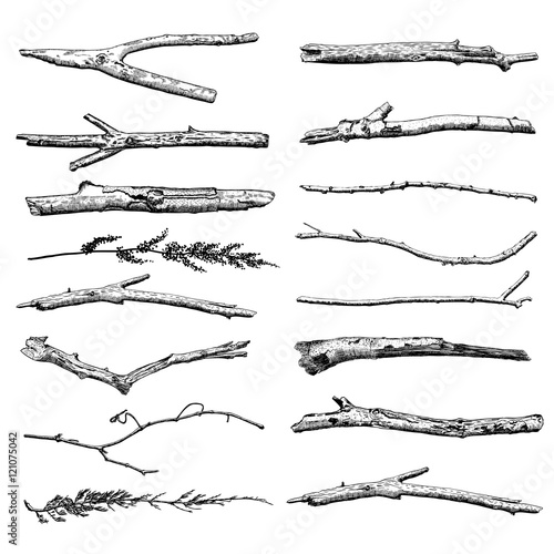 Set of Driftwood, ground floor hand drawn ink rustic design elements collection. Dry tree branches and wooden twigs. Vintage highly detailed classic ink drawings bundle art in engraved style. Vector. photo