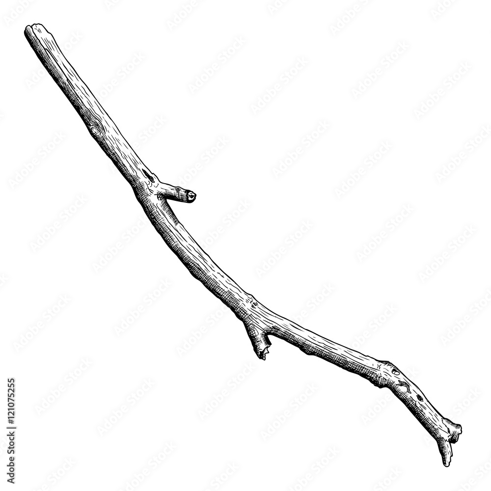 Detailed And Precise Ink Drawing Wood Twig Isolated On White Forest  Object Natural Tree Branch Stick Hand Drawn Driftwood Forest Floor  Pickups Rustic Design Classic Drawing Element Vector Royalty Free SVG  Cliparts
