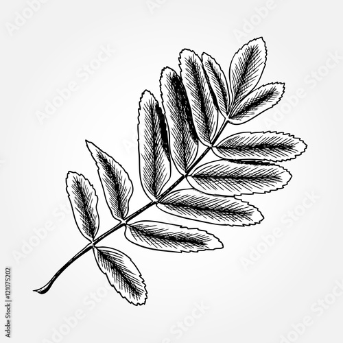 Detailed and precise ink drawing of rowan or rowanberry leaves. Berries and rowan berries leaves, hand drawn in rustic design, drawing element of sorb, wild ash, pit or rowan-tree leaves. Vector.