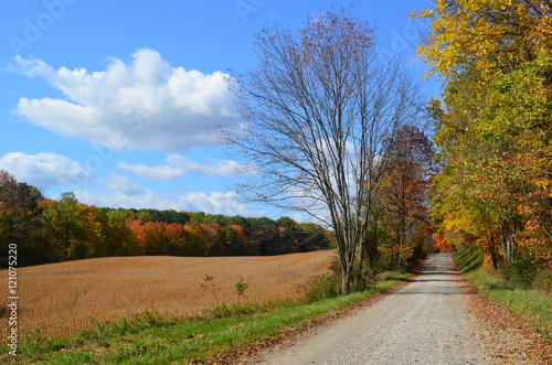 Country road & golden field on a sunny Autumn day 