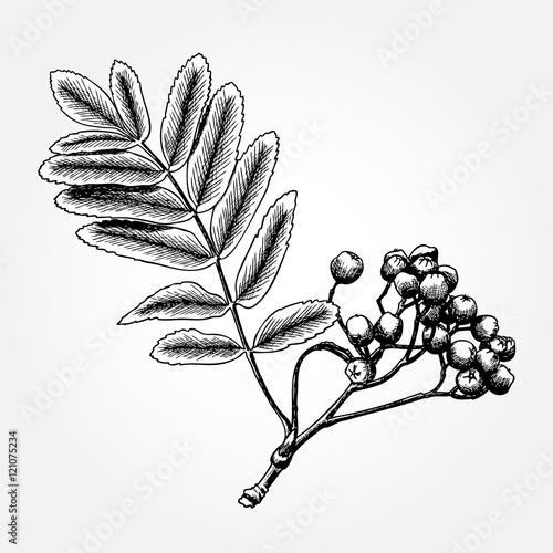 Detailed and precise ink drawing of rowan or rowanberry. Berries and rowan berries with leaves, hand drawn in rustic design, classic drawing element of sorb, wild ash, pit or rowan-tree. Vector.