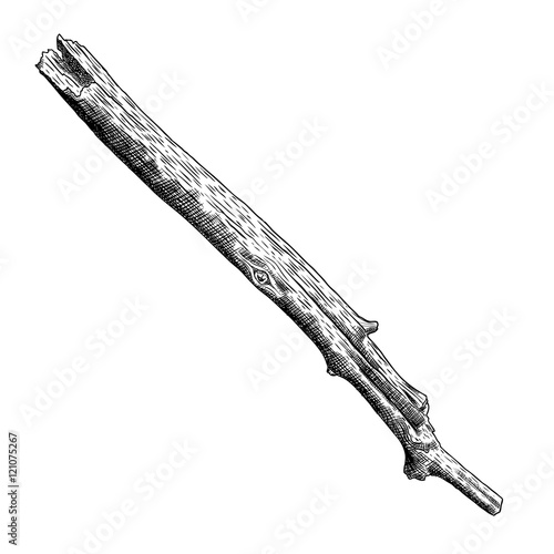 Detailed and precise ink drawing wood twig, isolated on white forest object, natural tree branch, stick, hand drawn driftwood forest floor pickups. Rustic design, classic drawing element. Vector.