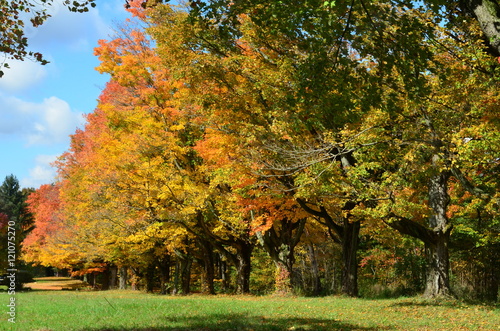 Row of colorful trees along a country road on an Autumn day 