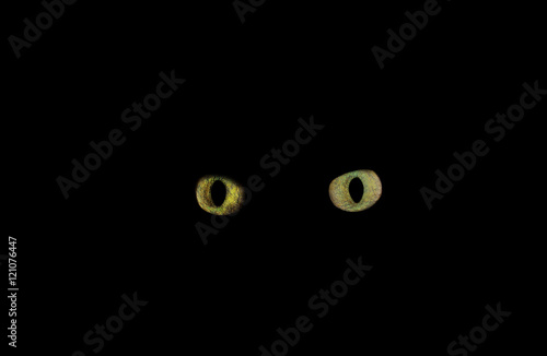 Cat eyes isolated on black background