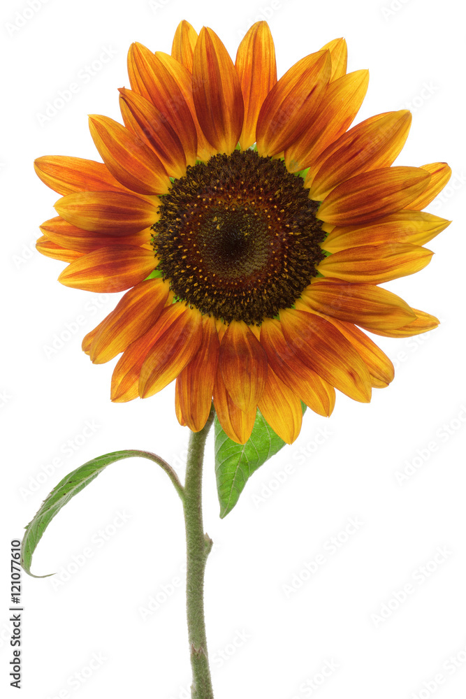 Obraz premium Red flower sunflower isolated on a white background