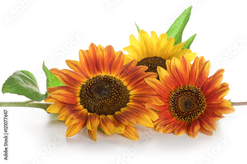 Fototapeta Naklejka Na Ścianę i Meble -  Red and yellow flower sunflower isolated on a white background