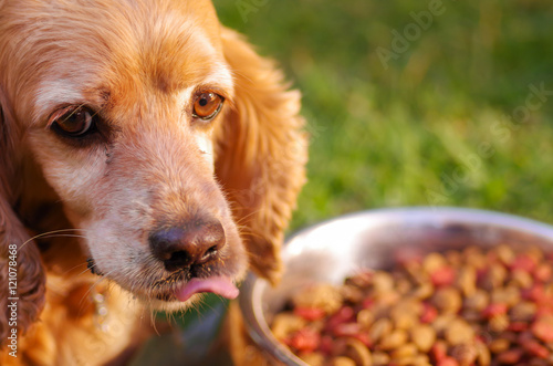 Closeup very cute cocker spaniel dog posing in front of metal bowl with fresh crunchy food sitting on green grass  animal nutrition concept