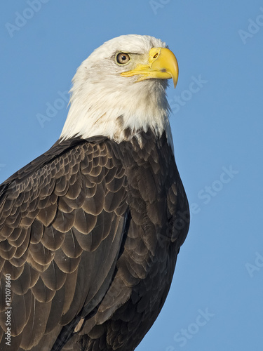 Bald Eagle Portrait © Brian E Kushner