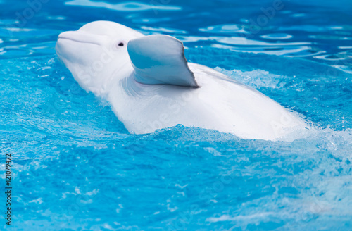 Foto white dolphin in the pool