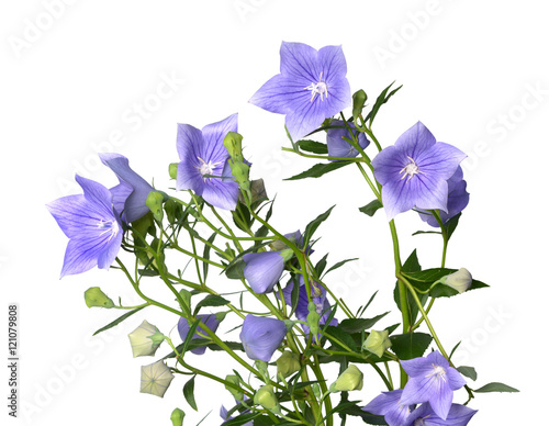 Fototapeta Naklejka Na Ścianę i Meble -  Three Platycodon grandiflorus flowers