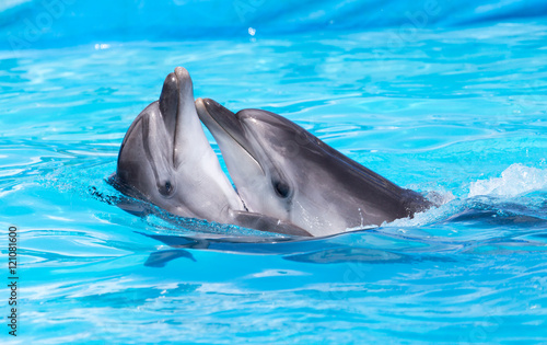 two dolphins dancing in the pool